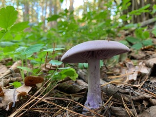 Toadstool mushroom in the autumn deciduous forest. Dangerous mushrooms among the leaves in the park. Concept: poisonous mushrooms, poison