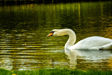 Fototapeta premium Cygne peu farouche photographié en pleine nature au domaine provincial d'Hélécine