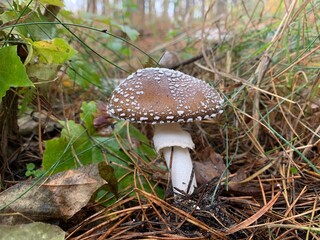 Toadstool mushroom in the autumn deciduous forest. Dangerous mushrooms among the leaves in the park. Concept: poisonous mushrooms, poison