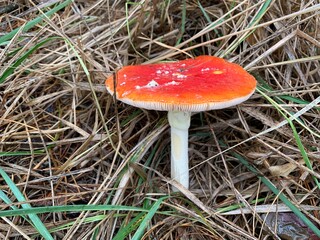 Toadstool mushroom in the autumn deciduous forest. Dangerous mushrooms among the leaves in the park. Concept: poisonous mushrooms, poison