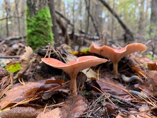 Toadstool mushroom in the autumn deciduous forest. Dangerous mushrooms among the leaves in the park. Concept: poisonous mushrooms, poisoning