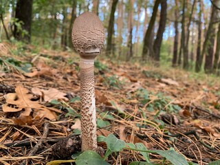 Toadstool mushroom in the autumn deciduous forest. Dangerous mushrooms among the leaves in the park. Concept: poisonous mushrooms, poison