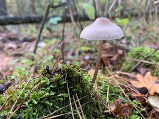 Toadstool mushrooms in the autumn deciduous forest. Dangerous mushroom among the leaves in the park. Concept: poisonous mushrooms, poisoning