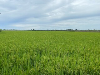 green paddy field and blue sky