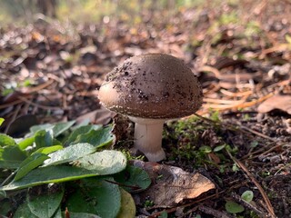 Edible mushroom in the autumn deciduous forest. Edible mushrooms among the leaves in the park. Concept: mushroom season