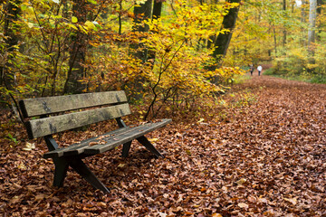 Closeup of wooden bench in the autumnal forest