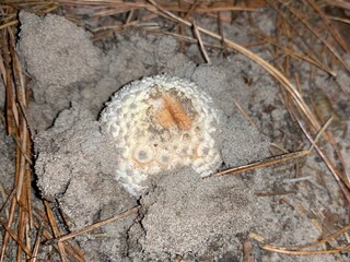 Toadstool mushrooms on in the autumn deciduous forest. Dangerous mushroom among the leaves in the...