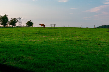 Horse Grazing in Green Irish Countryside