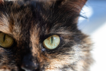close up of a cat