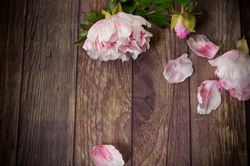 beautiful blooming peonies with petals on a wooden table