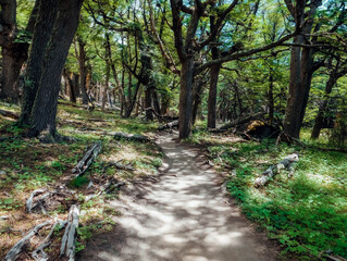 path in the forest