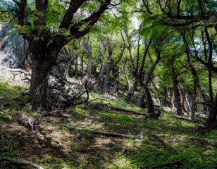 Fototapeta premium trees in the forest