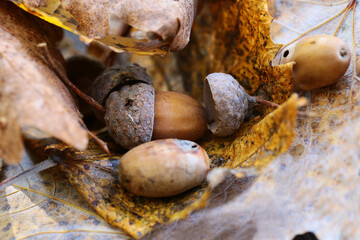 Autumn, acorns on fallen leaves