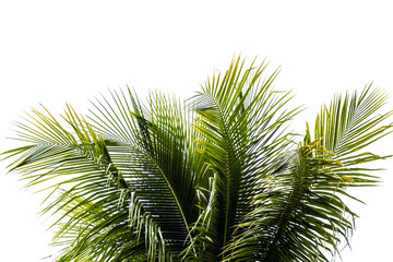 Palm tree leafs on white background