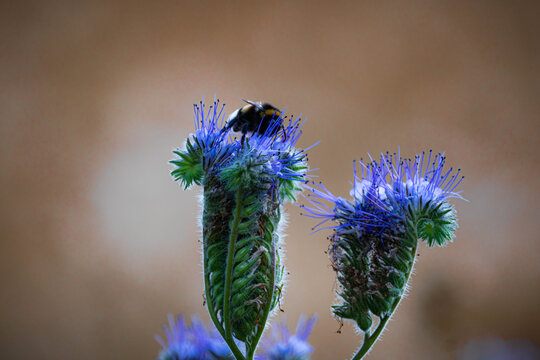 blaue Blume mit Hummel