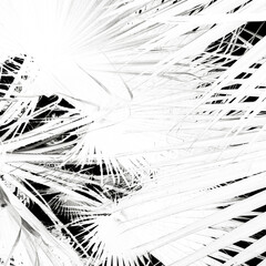 Dark Greenery Backdrop. Black Cactus Postcard. Grey Fashion Artwork. White Luxury Print. Stylish Backdrop. Bright Wedding Background. Nature Decoration. Abstract Illustration.