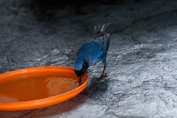 pájaro azul bebe agua en plato rojo 