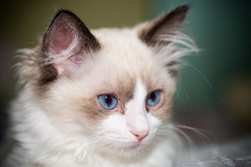 two month old Ragdoll kitten at home