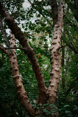trees in the autumn forest ukraine kiev