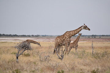 Giraffenmutter mit ihren zwei Kleinen