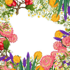 Hand drawn medicinal plant frame. Healing herbs border. isolated on white background