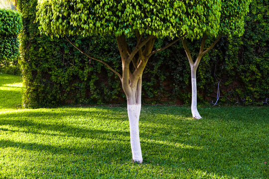 pruned trees and green lawn