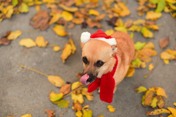Dog licks her nose.The dog with a scarf around her neck and a Santa hat on her head .