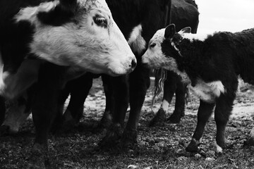 Hereford calf with cow showing affection on farm close up.