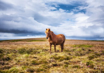 Horses in Iceland. Horse and pony on the Westfjord in Iceland. Composition with wild animals. Classic icelandic landscape in the summer season. Travel  image