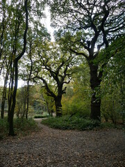 Obraz premium Knotty Trees