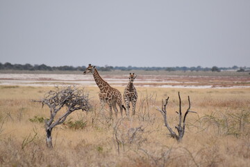 Zwei kleine Giraffenbabys