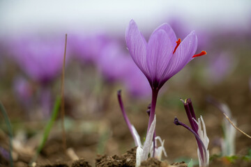 Obraz na płótnie Canvas Saffron crocus flowers on ground, Delicate purple plant field
