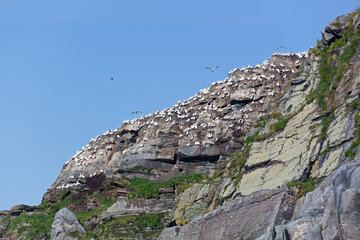 Colony of northern gannets (Morus bassanus) on a rocks in Gjesvaer islands, Norway