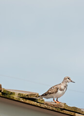 front, side view, far distance of a plover, sea bird, standing on shingled, wood roof of a shack on a pier jutting into the tropical gulf of Mexico