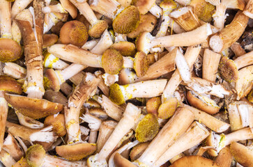Background raw mushrooms Armillaria mellea before cooking