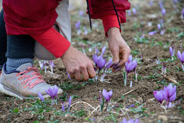 Fototapeta na wymiar Saffron crocus flowers harvest, Delicate purple plant collection in the field