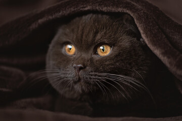Britisch Kurzhaar Katze Kitten romantisch und edel