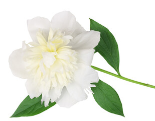 Obraz premium Peony flower isolated on white background