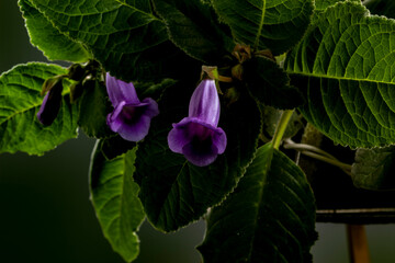 Purple flower with green leafs