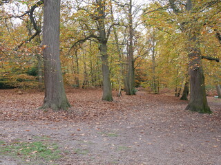 Fototapeta premium Path through the Woods