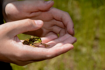 Small green frog in the hands of a human in green nature