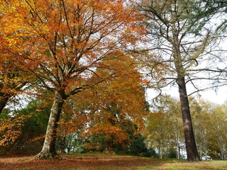 Fototapeta premium Looking Up