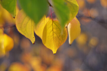 Autumn bright foliage in the park close-up