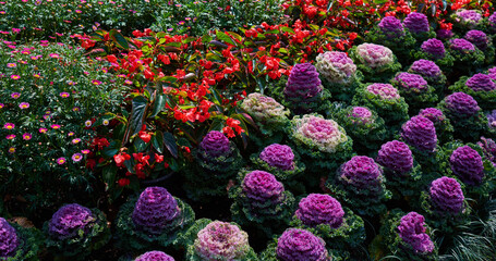 Ornamental kale with white, pink, and green leaves. Flowering decorative purple-pink cabbage plant in garden.