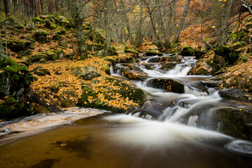 Birch forest, Canencia, Madrid, Spain