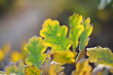 Autumn bright foliage in the park close-up