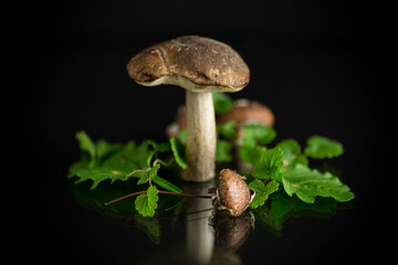 Uncultivated organic forest mushrooms on black background