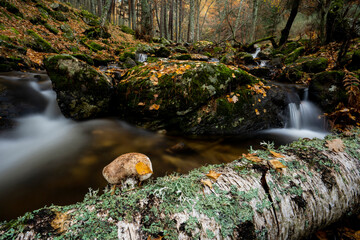 Birch forest, Canencia, Madrid, Spain