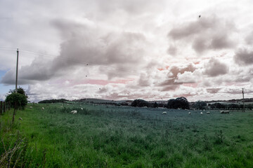 Fototapeta premium sheep in Irish farm at sunset