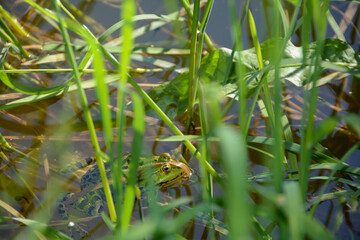 Small green frog in the water of a pond in Germany, Bavaria